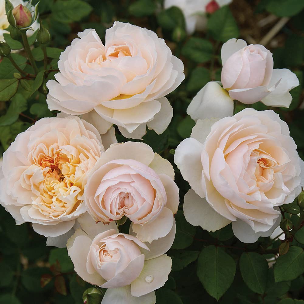 Heirloom Roses Shrub Rose Plant - Moonlight in Paris™ Multi-Colored Rose Bush, Live Outdoor Garden Plant for Landscaping, Wedding Decor & Home Gardening