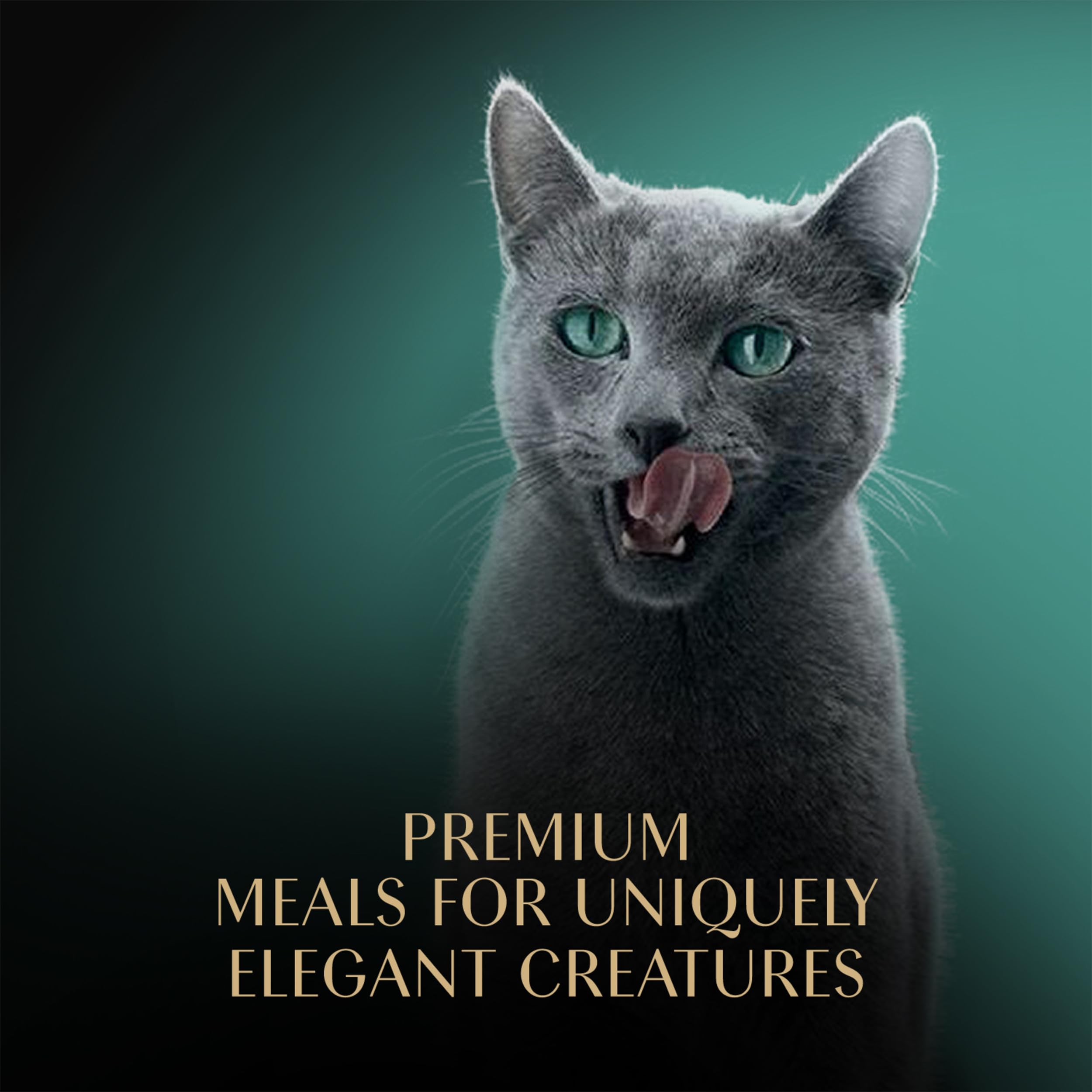 Sheba Perfect Portions Wet Cat Food - Tender Turkey Entree in Gravy, 2.6 oz Twin-Pack (24 Trays, 48 Servings) | Premium Grain-Free Cat Food for Adult & Senior Cats | Ideal for Mealtime, Weight Management & Picky Eaters