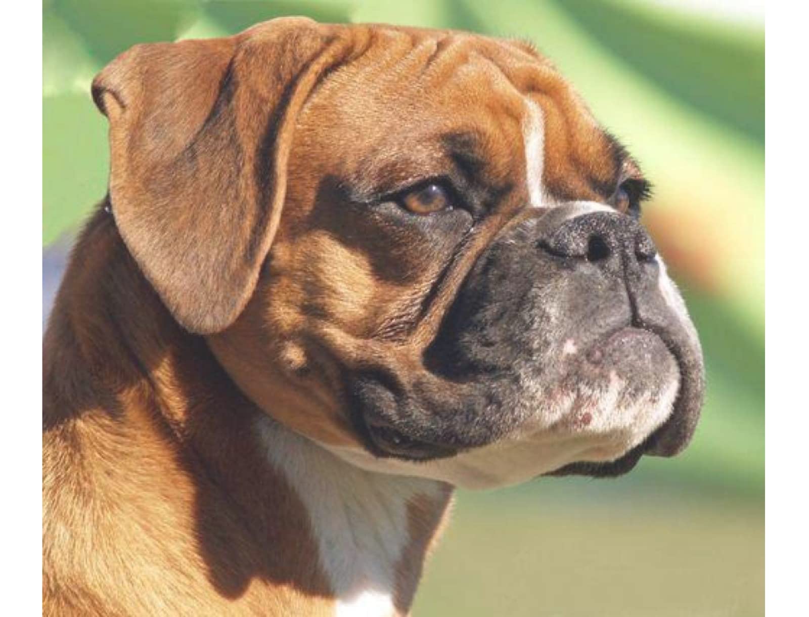 **Premium 5D Diamond Painting Kit - Strong Boxer Dog Full Drill Round Diamond Art for Adults & Kids (15.7x19.7 Inch) - DIY Home Wall Decor, Relaxing Craft & Gift Idea**