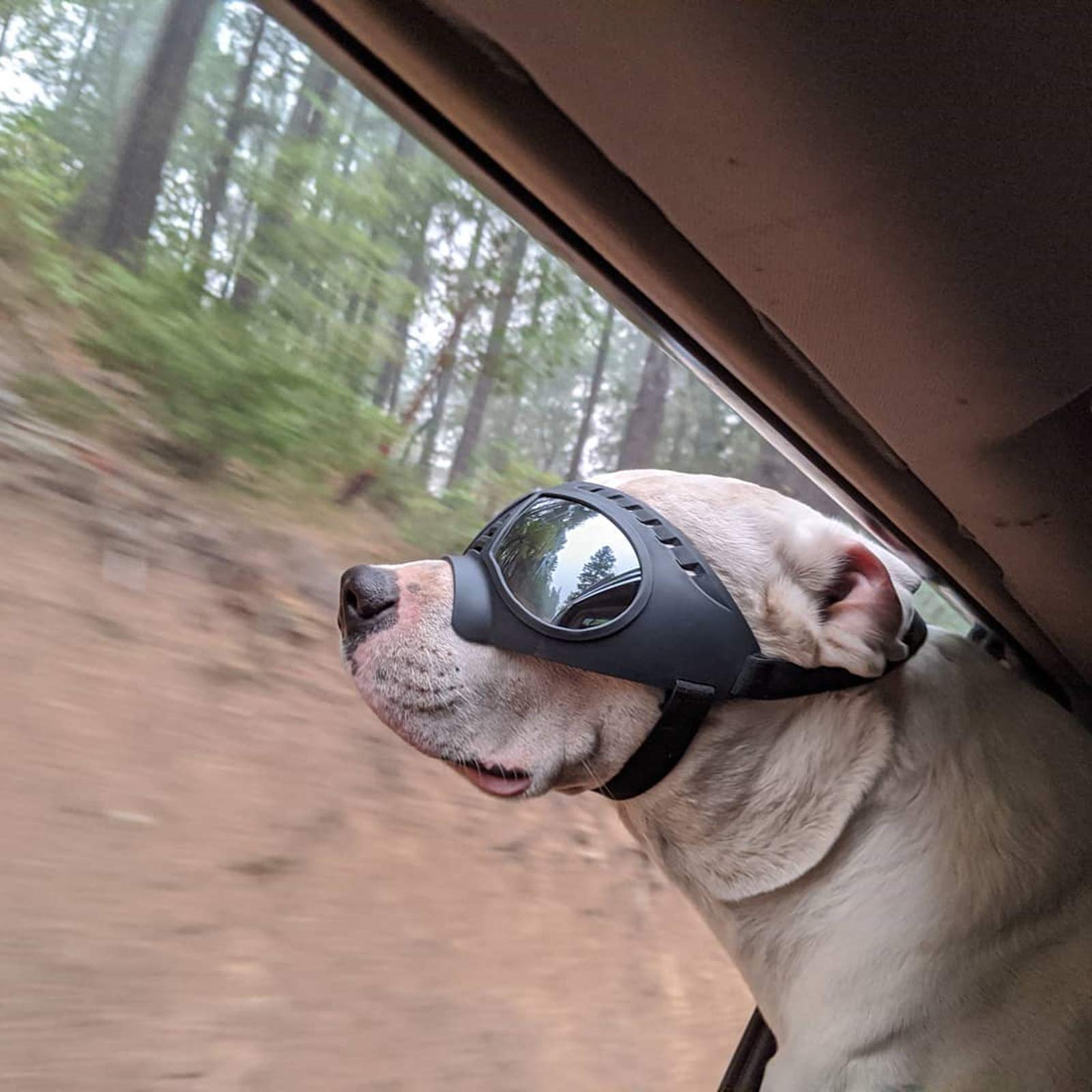 **Namsan Dog Goggles for Large Dogs – UV Protection, Soft Frame, Adjustable Fit – Tactical Dog Sunglasses for Summer Driving & Winter Snow – Medium to Large Breeds with Wide Snout (Black)**    *Perfect for outdoor adventures, beach trips, hiking, and snowy terrain to keep your dog's eyes safe and comfortable!*
