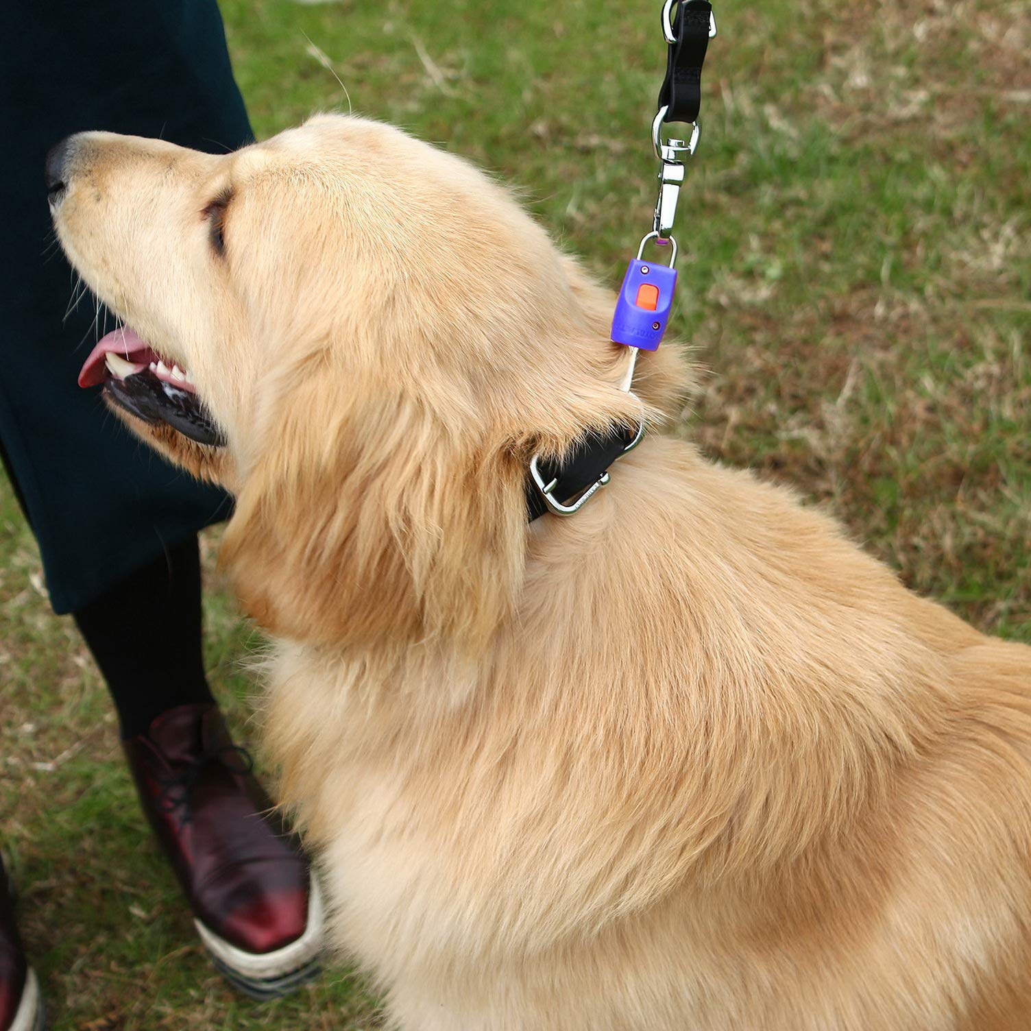 Ranphy Magnetic Dog Leash Connector - One Touch Automatic Lock & Release, Stainless Steel Harness Clip for Outdoor Walking, Training, Hiking (Blue) | Durable Pet Accessory for Daily Use & Adventure