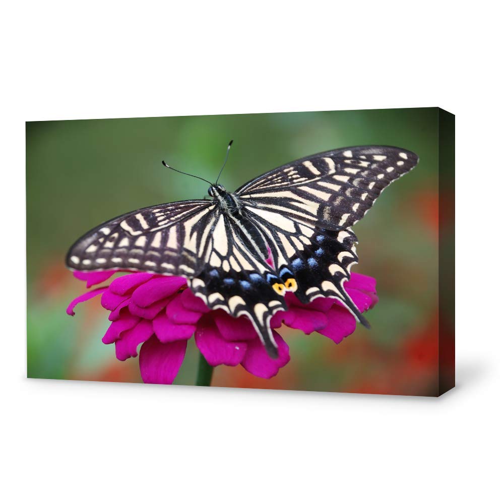 Beautiful Butterfly Giclee Canvas Wall Art - 32x48 Inches Modern Home Decor for Bedroom, Living Room, Office & Nursery