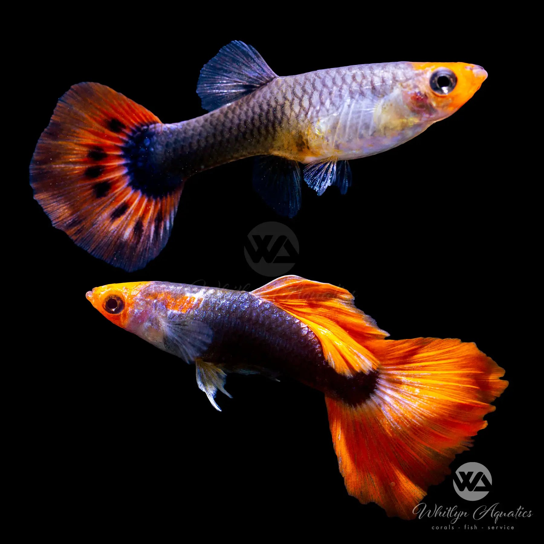 Premium Red Nose Tuxedo Guppy Pair (1 Male & 1 Female) - Live Tropical Fish for Aquariums, Fish Tanks & Home Decor