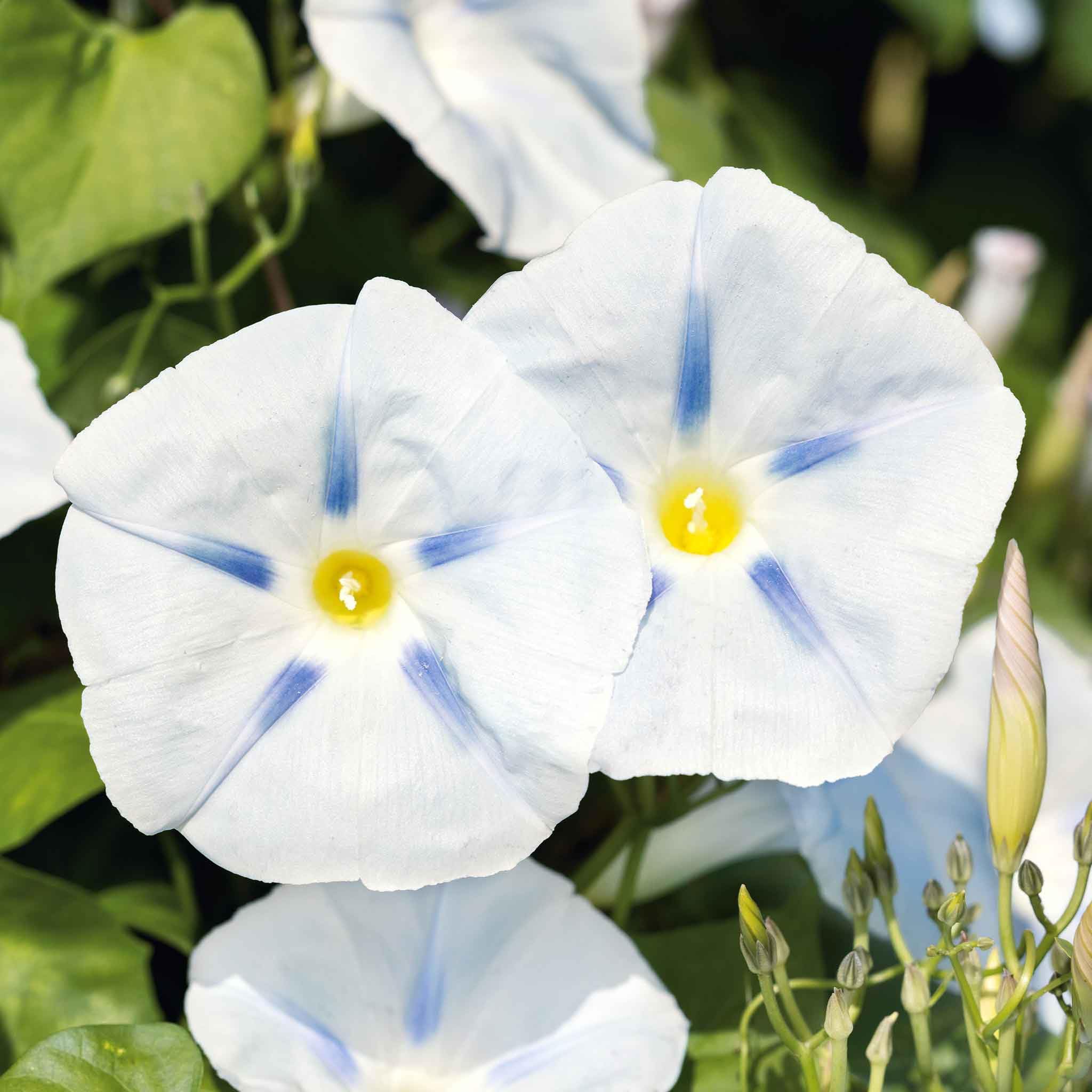 Eden Brothers Morning Glory Seeds - Ismay, Non-GMO Flower Seeds for Planting, 1 oz | Low-Maintenance, Fast-Growing Annual Vine | Perfect for Spring Planting in USDA Zones 1-10 | Ideal for Trellises, Fences & Container Gardens