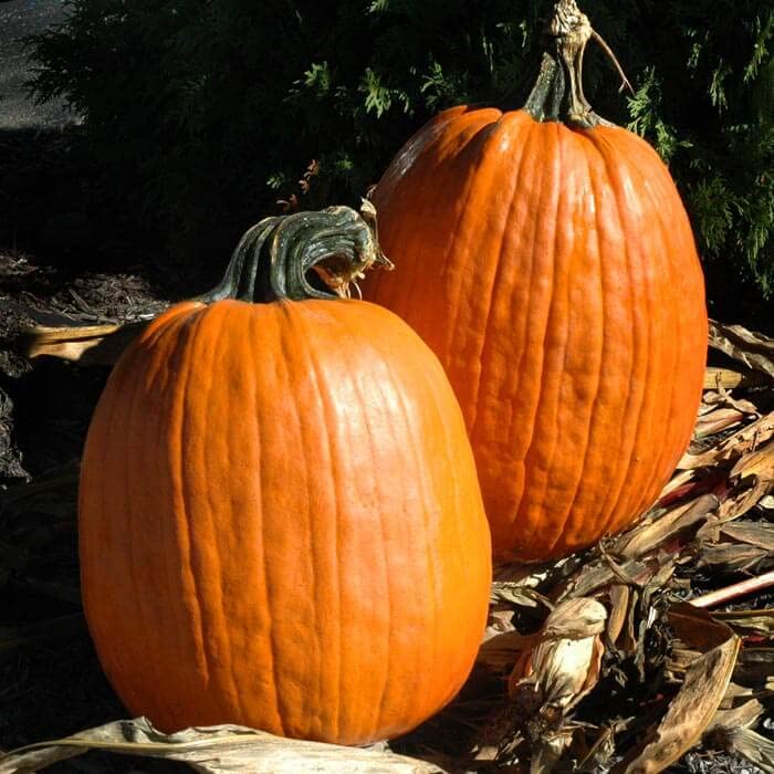 Organic Captain Jack Pumpkin Seeds - 1,000 Treated Seeds with FarMore Anti-Fungal Protection for Healthy Growth - Perfect for Home Gardening, Fall Decorations & Pumpkin Patches