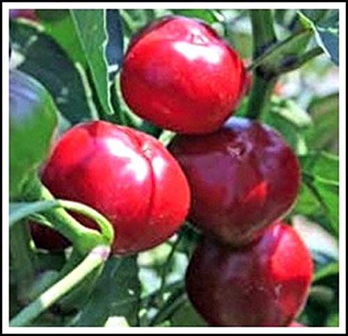 Spicy Cherry Pepper Seeds - Sweet & Hot Golf Ball-Sized Red Peppers (100 Seeds) - Perfect for Home Gardening, Salsa, Pickling & Italian Cuisine