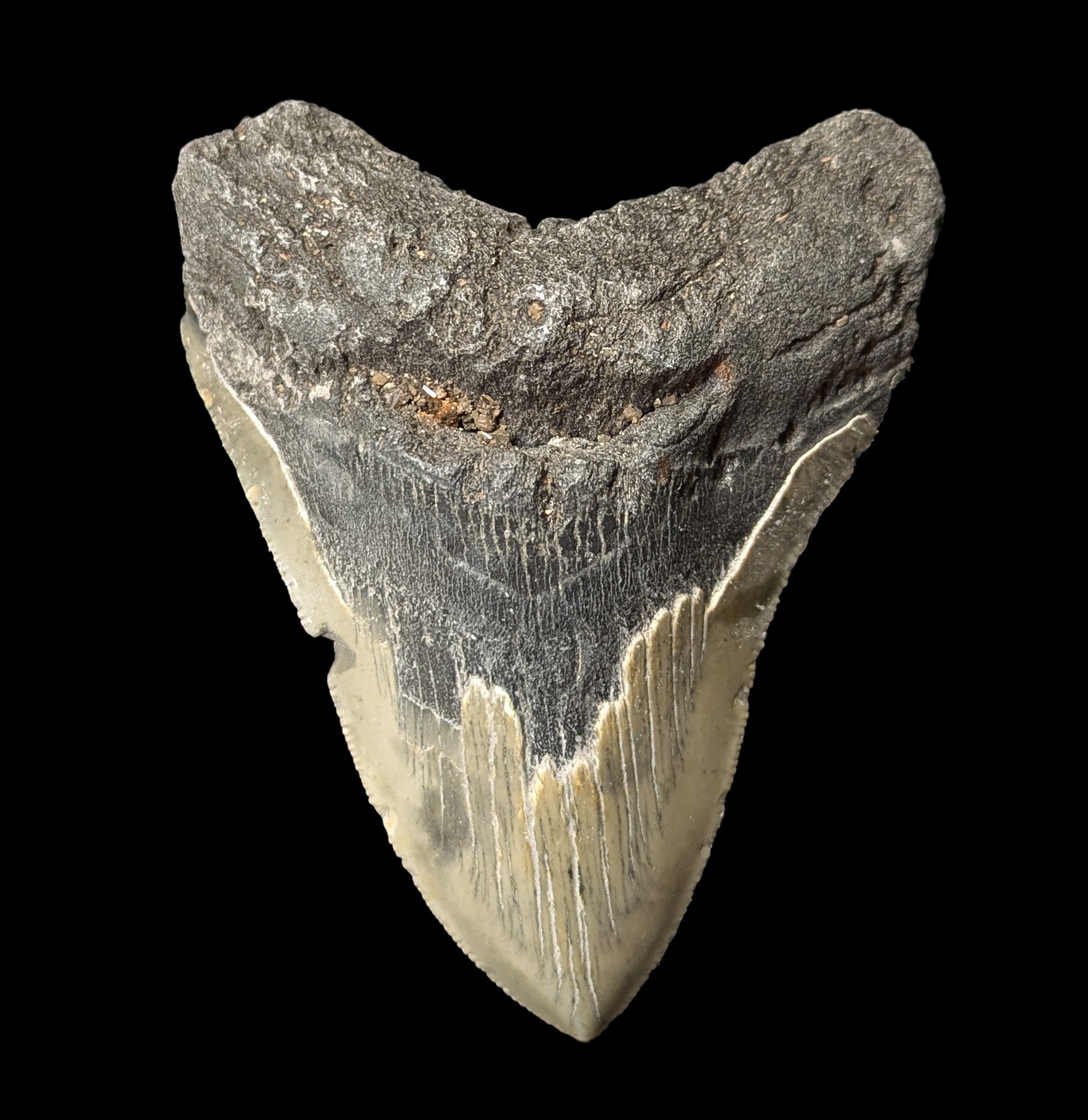 Authentic Megalodon Shark Tooth Fossil #53 - Collectible Prehistoric Specimen for Display, Education & Gift Giving