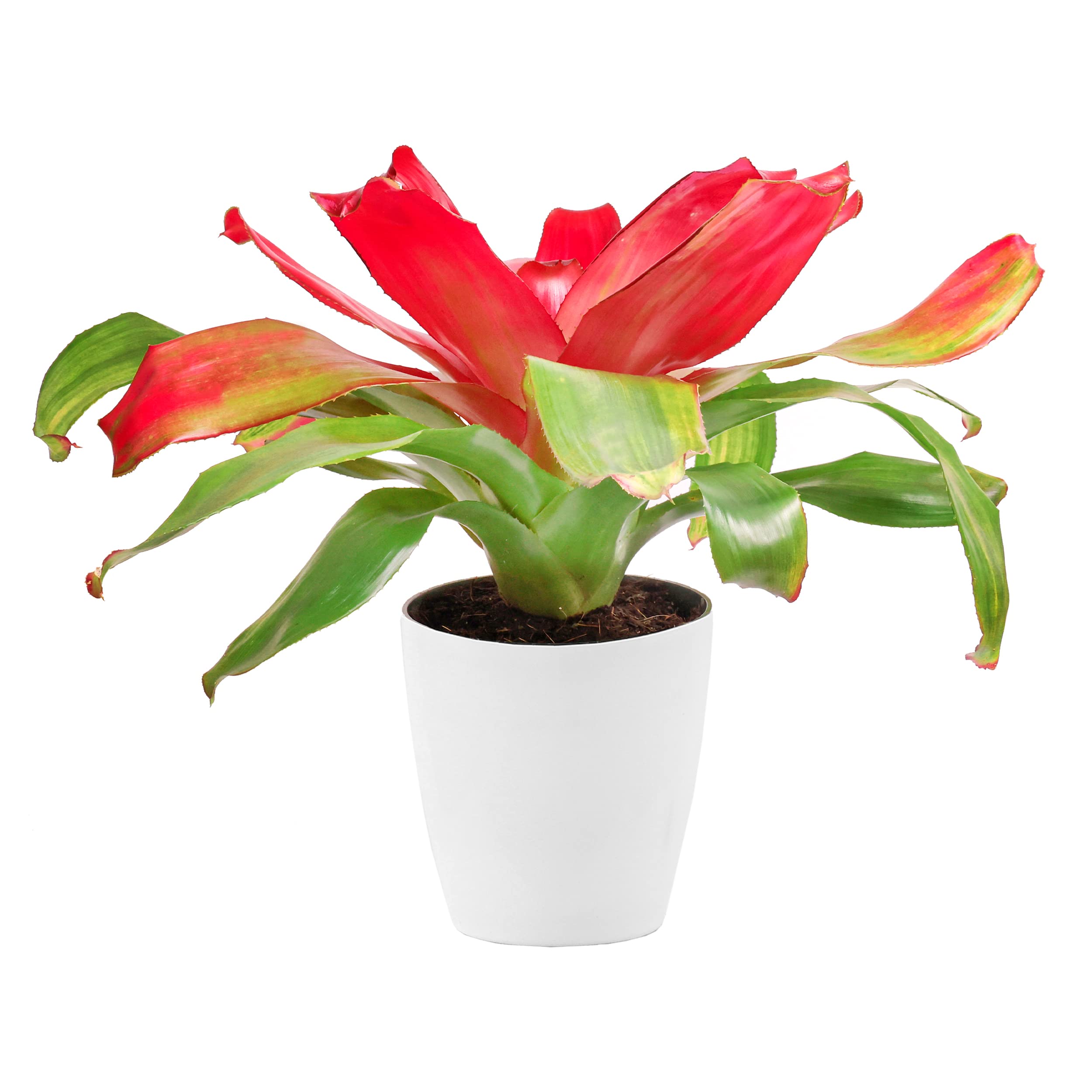 Neoregelia Bromeliad 'Leaves and Soul' - Live Indoor/Outdoor Red & Green Flowering Plant in 6