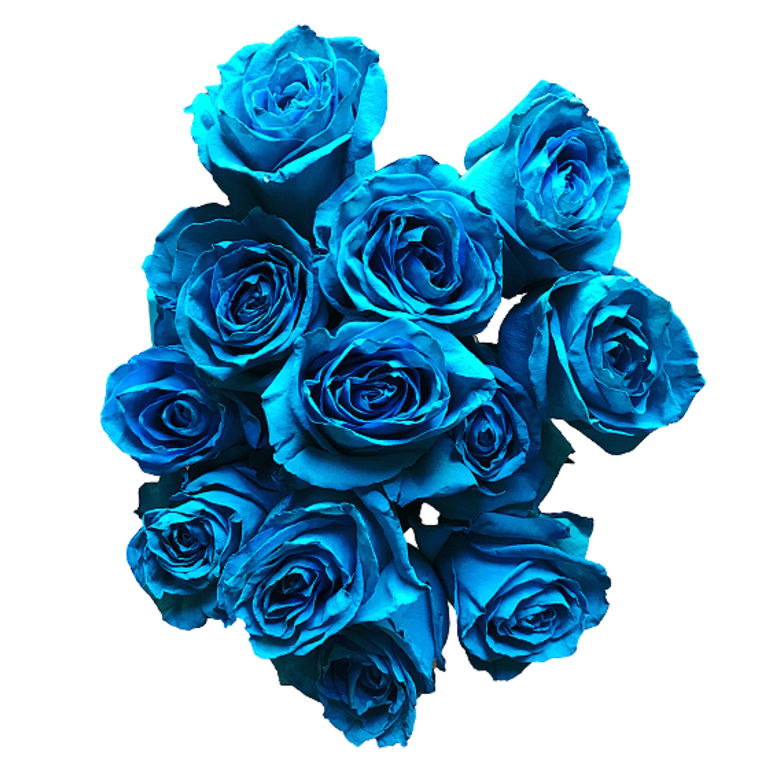 36 Stems Fresh Cut Turquoise Tinted Roses - Premium Long-Lasting Flowers for Weddings, Home Decor & Gifts | Flower Explosion