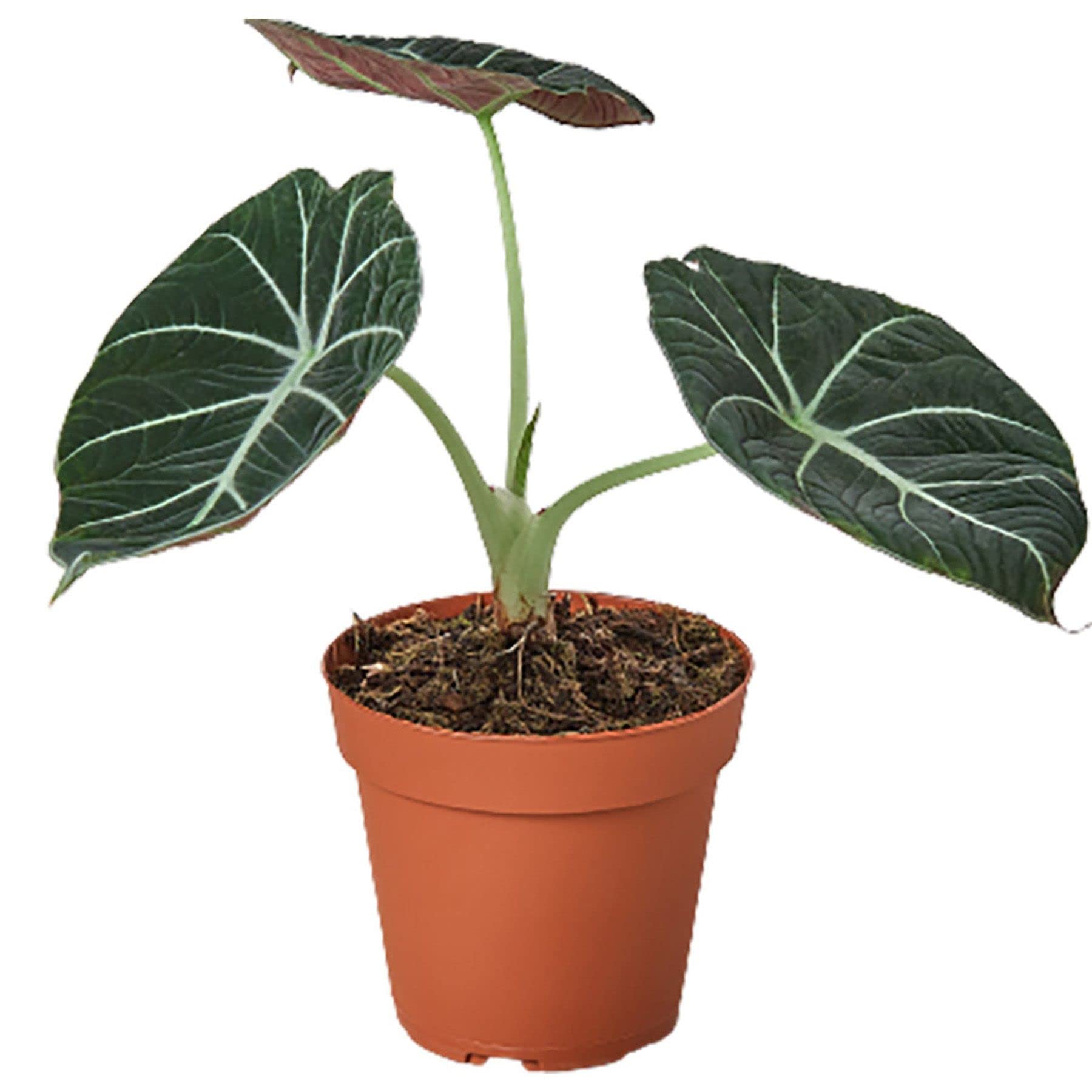 Alocasia Reginula 'Black Velvet' Live Indoor Plant - Exotic Houseplant in 4'' & 6'' Pot | African Mask Elephant Ear Plant for Home & Office Decor | Perfect for Living Room, Desk, Bathroom & Gift Giving