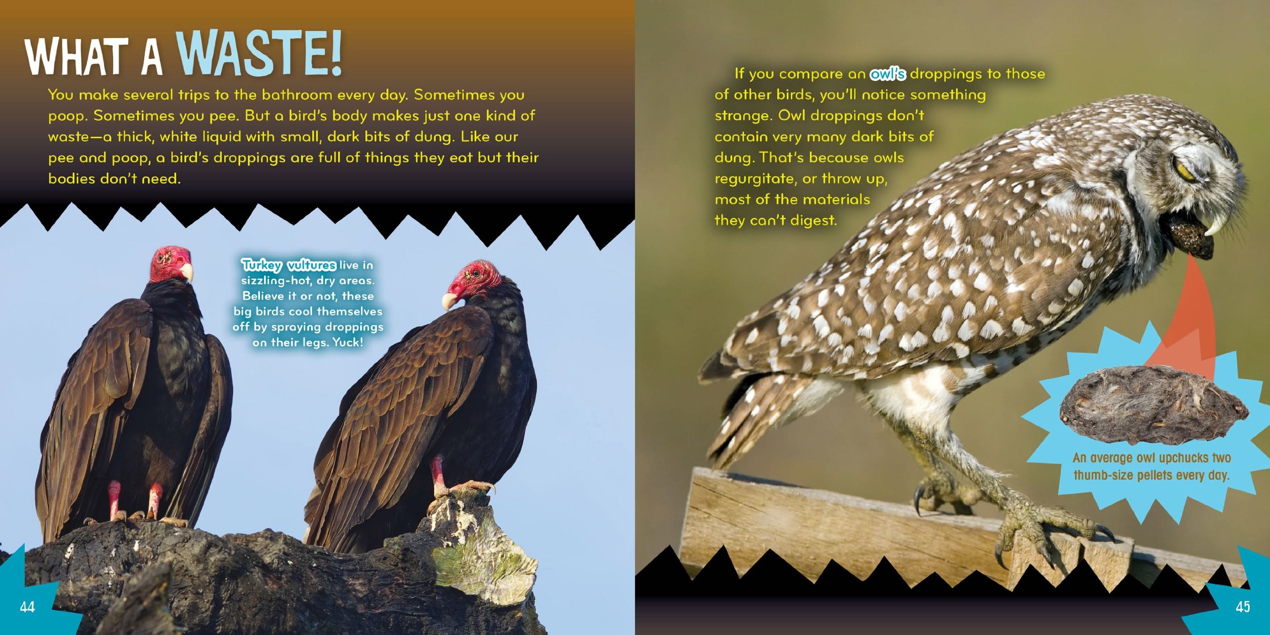 Bird-acious (6) - Fun Science Book for Kids with Interactive Bird-Themed Activities | Perfect for Homeschooling & Classroom Learning
