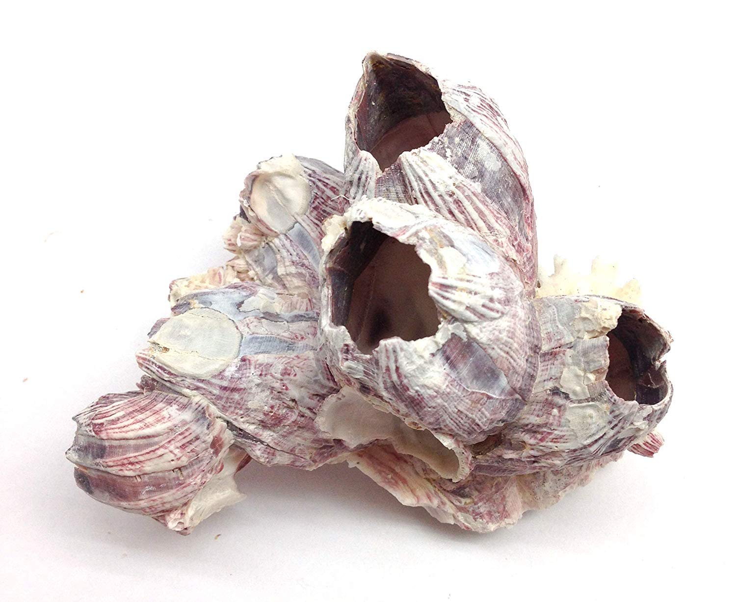 Natural Purple Barnacles Clusters for Saltwater Aquariums - 5 to 7 Inch Coral Decorations | Perfect for Marine Fish Tanks, Reef Aquascaping & Aquatic Habitat Enhancement