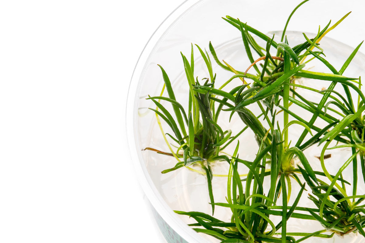 Littorella Uniflora Aquatic Plant for Freshwater Aquariums - Perfect for Aquascaping, Fish Tanks & Water Gardens