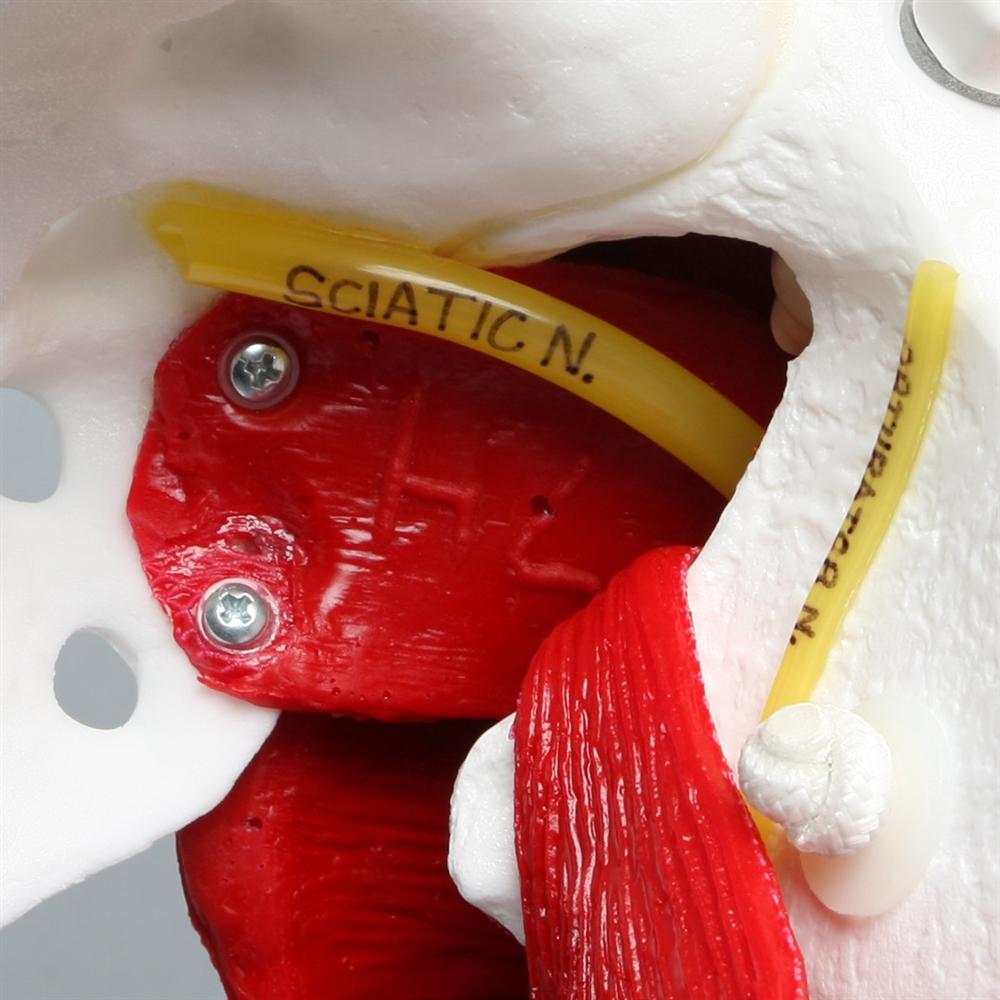 Realistic Hip Model with Muscles & Veins - Perfect for Medical Training, Anatomy Study, and Classroom Demonstrations