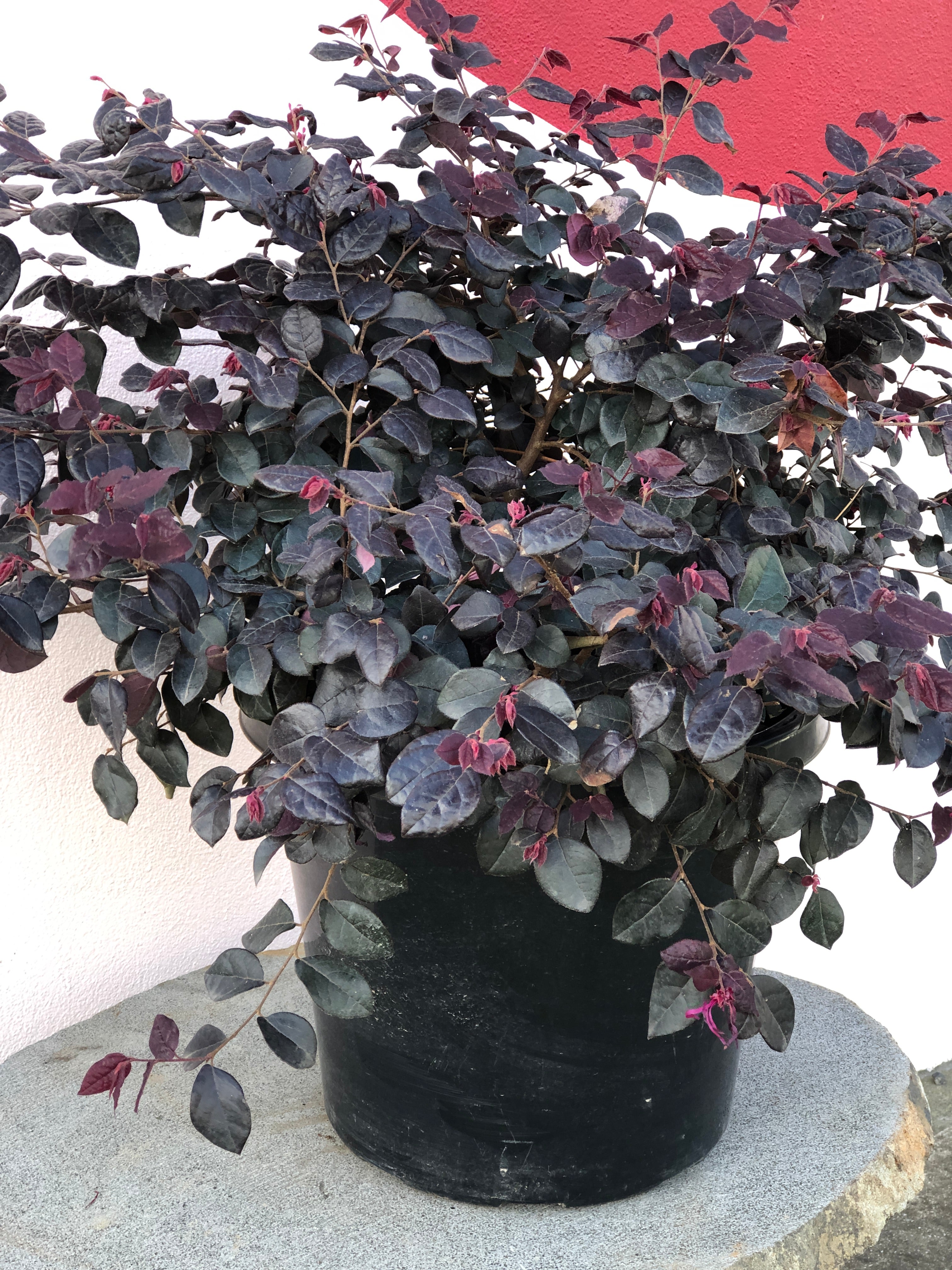 Loropetalum 'Plum Gorgeous' - Purple Fringe Flower Bush for Landscaping | Drought-Tolerant Evergreen Shrub for Gardens, Borders & Containers