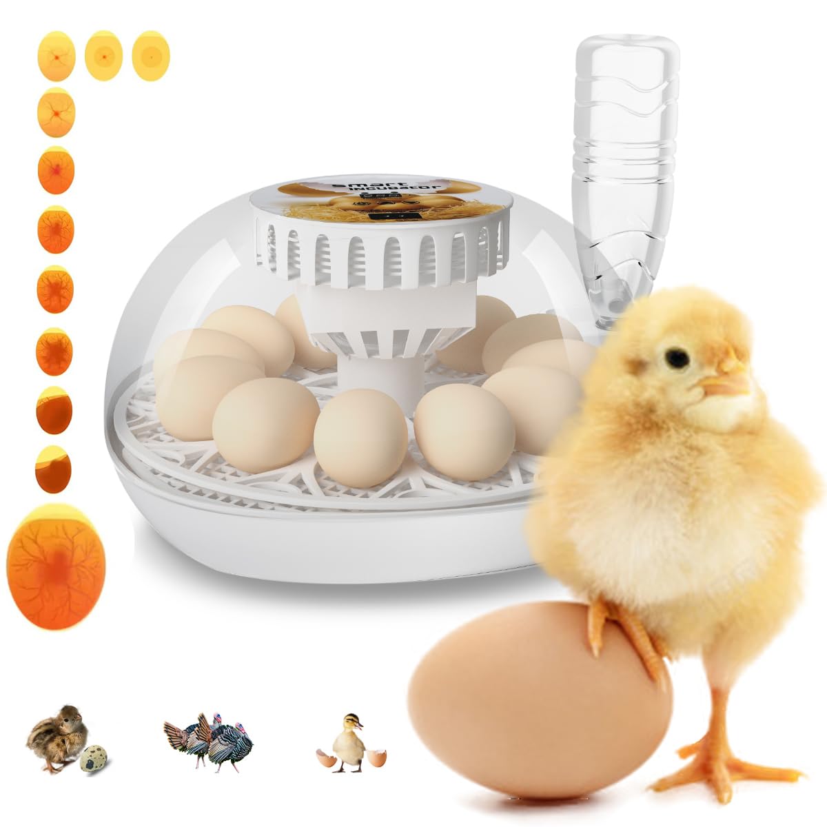 Lreerge 12 Egg Incubator - Automatic Egg Turner & Water Feeder, 360° Clear View for Hatching Chicken, Goose, Quail, Duck Eggs - Perfect for Home Poultry Farming & Classroom Science Projects