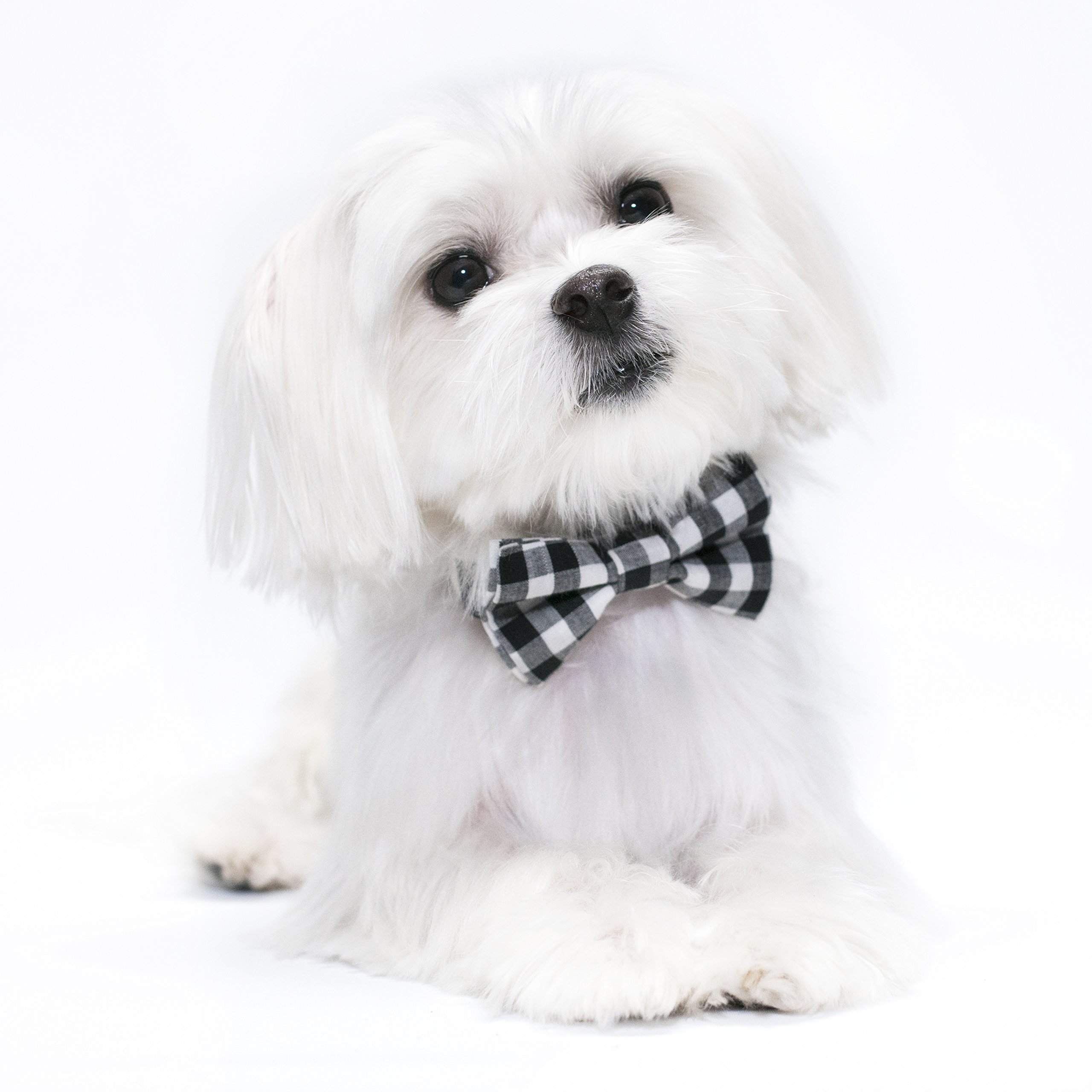 United Pups Modern Black Gingham Plaid Dog Collar with Adjustable Bow Tie & Matching Leash - Medium Size for Small to Medium Dogs | Perfect for Daily Walks, Pet Photos & Special Occasions