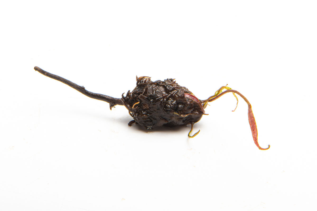 Barclaya Longifolia Freshwater Aquarium Plant - Live Aquatic Plant for Fish Tanks, Ponds & Aquascaping | Perfect for Natural Aquarium Decor & Shrimp Habitats