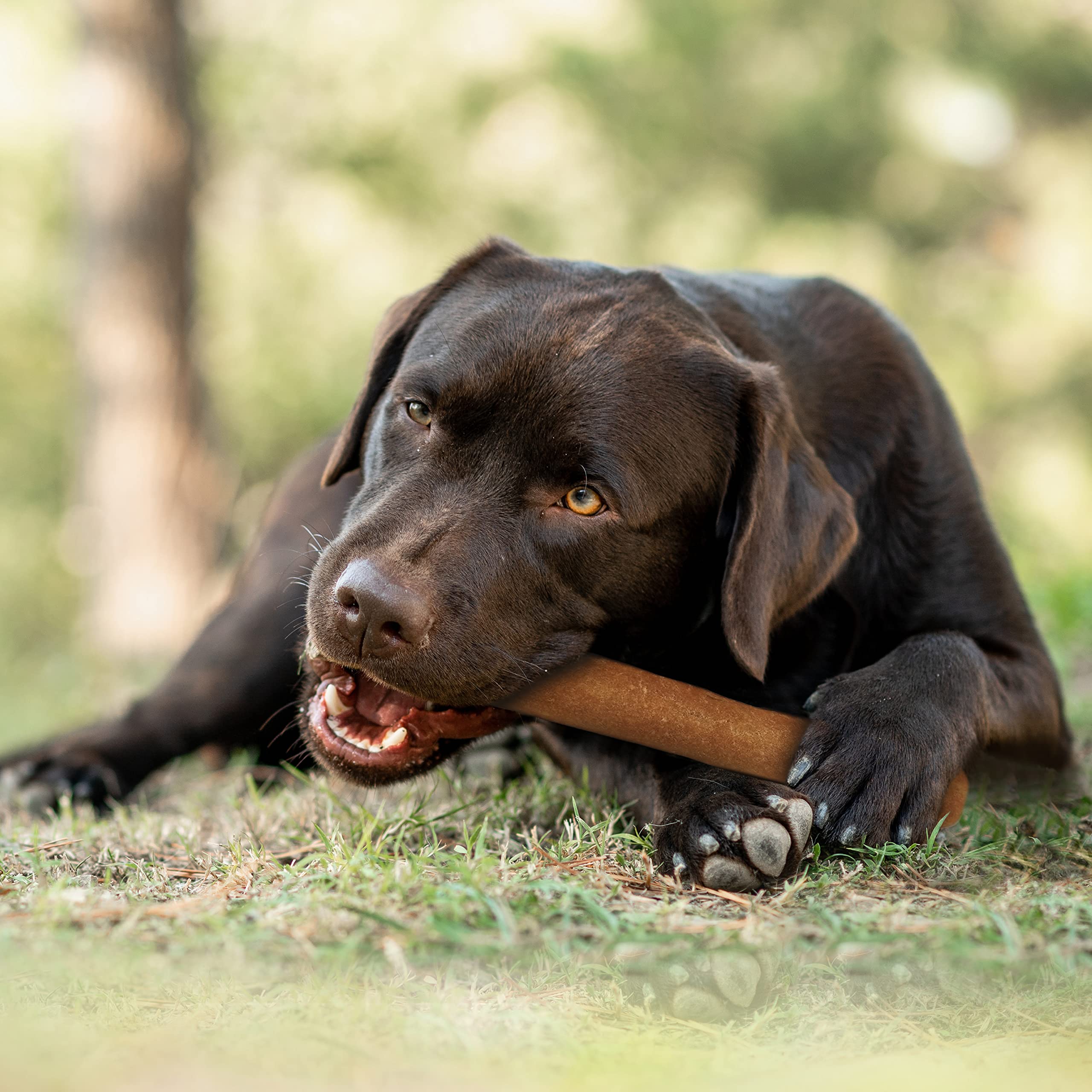 Healthy Rawhide Alternative for Dogs - Cadet Gourmet Savory Chicken Rolls, 6 oz | All-Natural Dog Treats for Training, Chewing & Dental Health