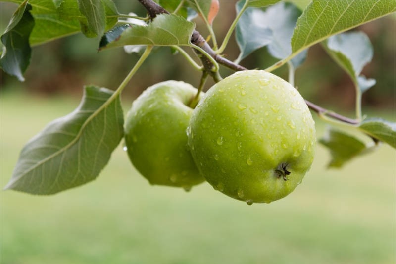 Fresh Organic Apples from USA Orchards - Crisp & Juicy for Snacks, Baking & Healthy Eating