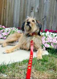 Premium Swiss Dog Leash - Durable & Adjustable Pet Walking Lead for Small Medium Large Dogs - Perfect for Outdoor Adventures, Training & Daily Walks