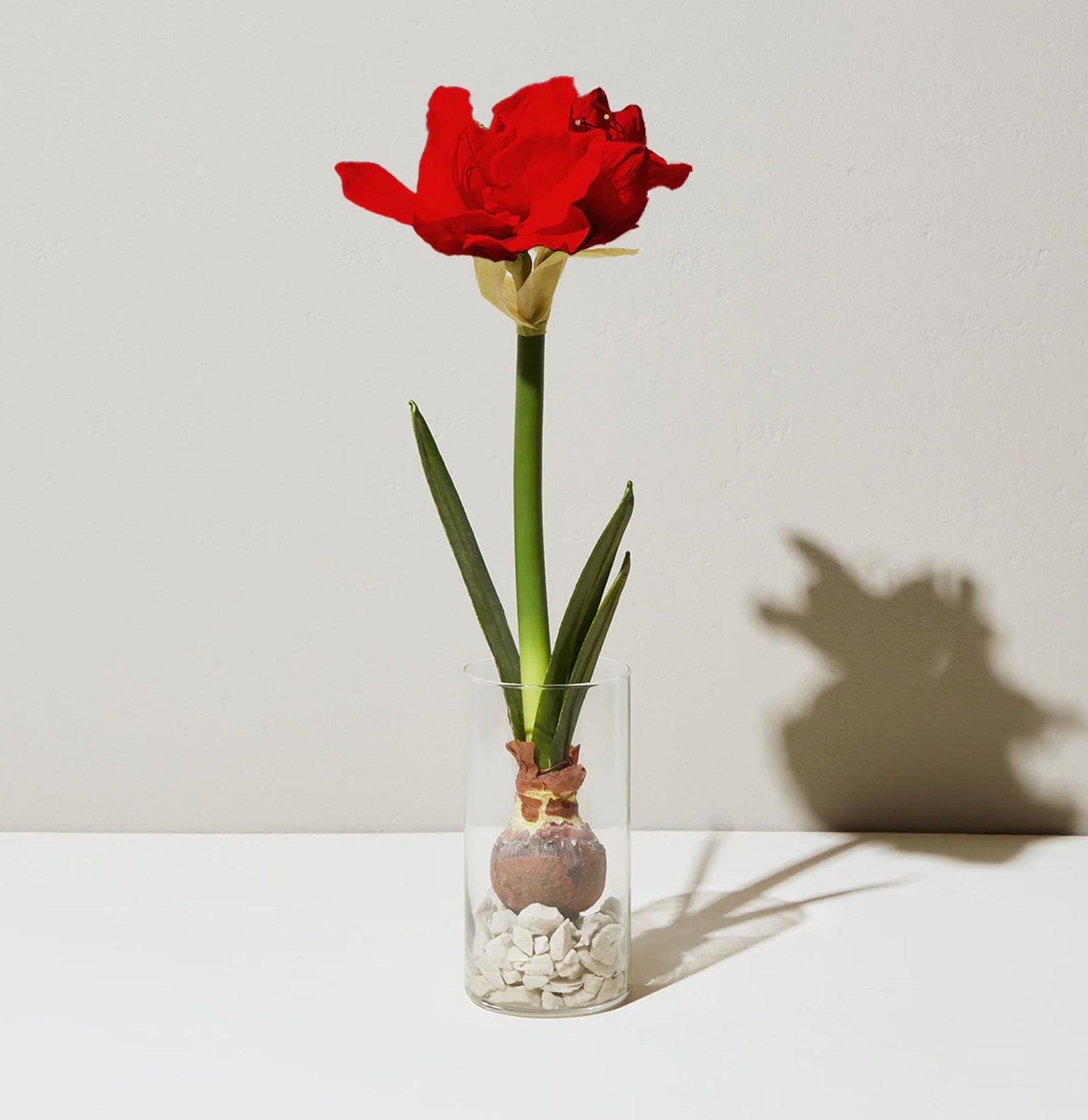 Amaryllis Bulb Kit - Easy to Grow Flower Bulbs for Indoor Gardening, Perfect for Home Decor, Gifts, and Holiday Planting