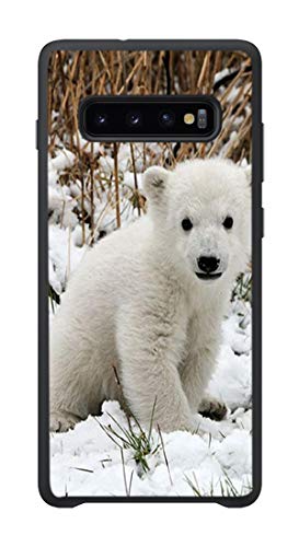 Polar Bear Animal