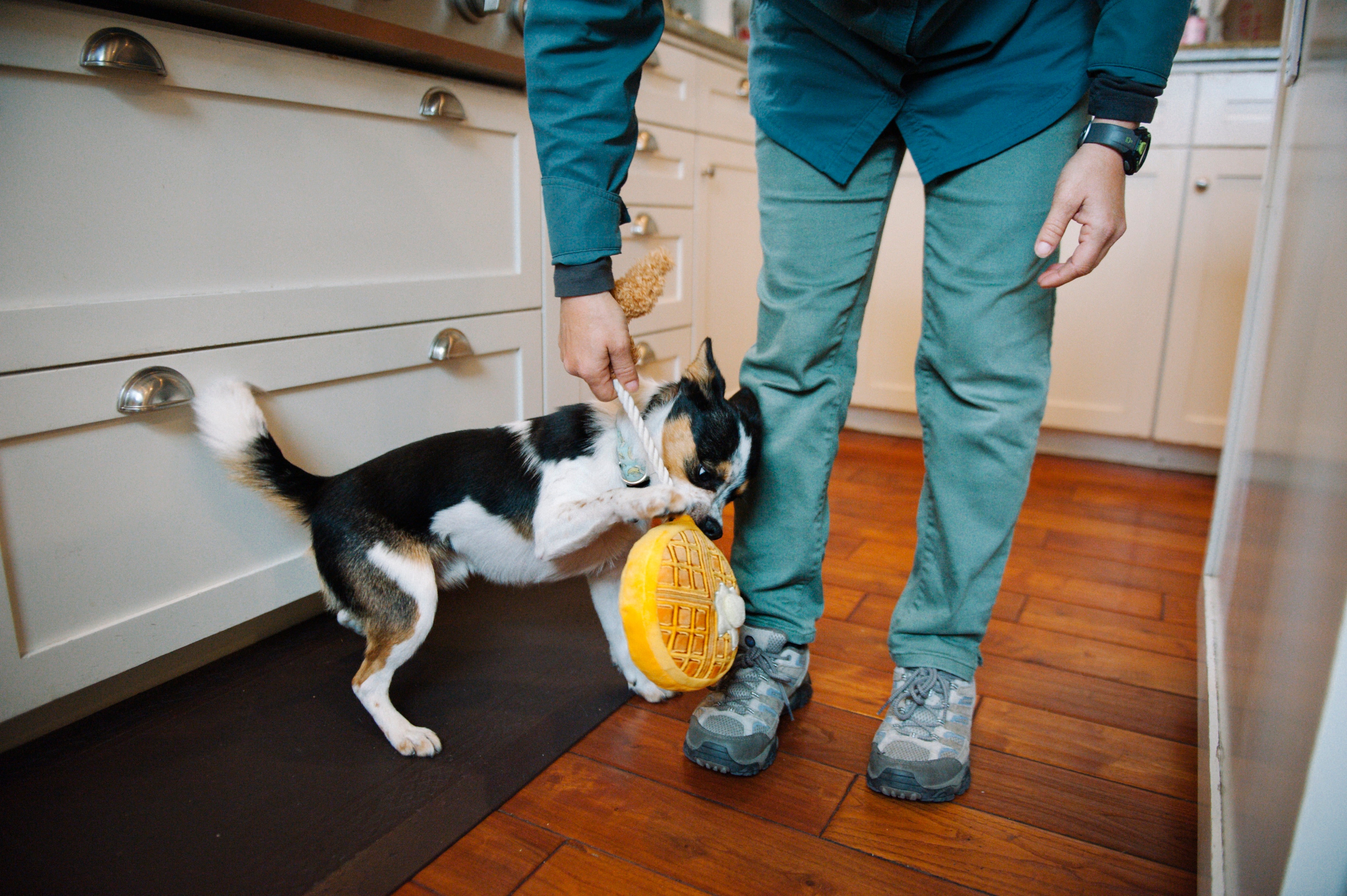 El Pollo y Waffle Plush Dog Toy - Barking Brunch™ Chew Toy for Dogs by Pet P.L.A.Y. | Soft & Durable Puppy Plaything for Fetch, Cuddling & Teething Relief