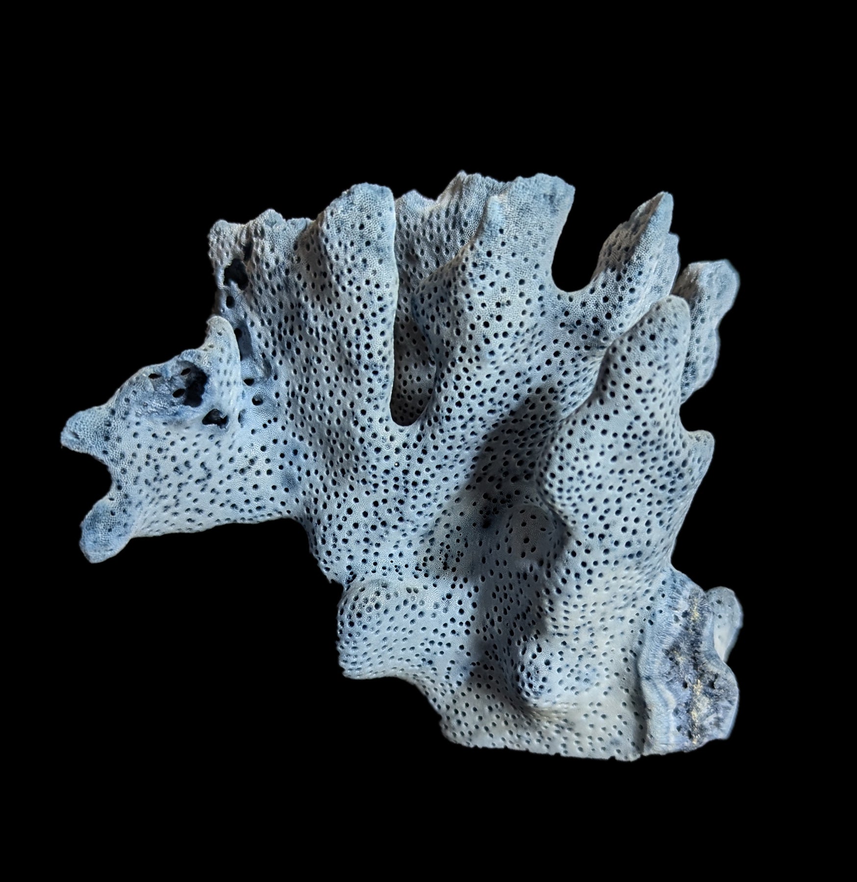 Premium Blue Heliopora Coerulea Coral for Saltwater Aquariums - Vibrant Live Coral for Reef Tanks & Marine Aquascaping