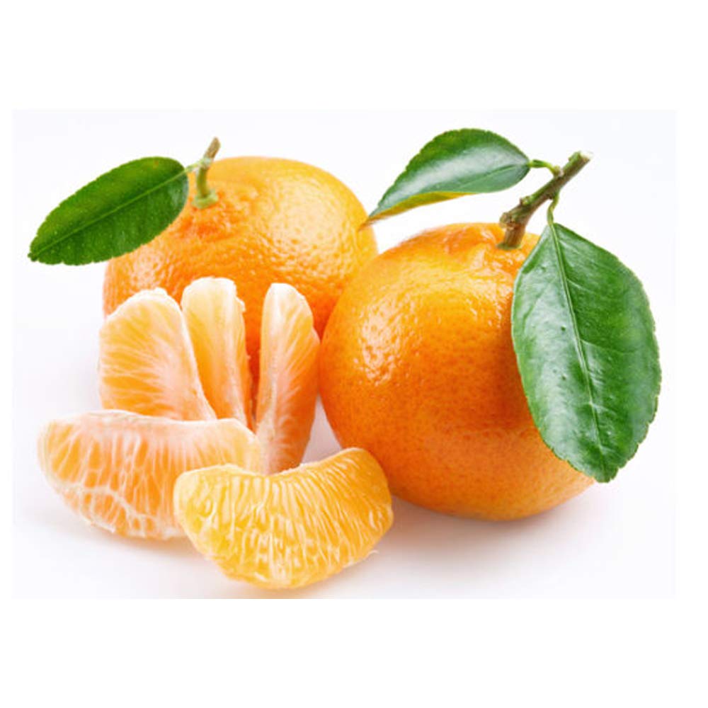 Cold-Hardy Sweet Mandarin Orange Tree Seeds (Citrus reticulata) - 25+ Fresh Seeds for Home Gardening, Indoor Planting & Edible Landscaping