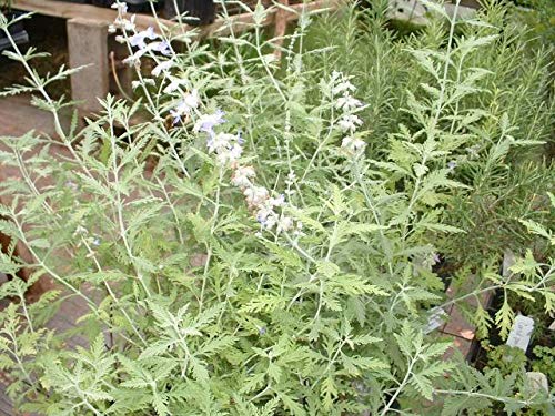 Russian Sage Starter Plants (5 Pack) - Perovskia atriplicifolia - Drought-Tolerant Perennial for Landscaping, Borders & Pollinator Gardens