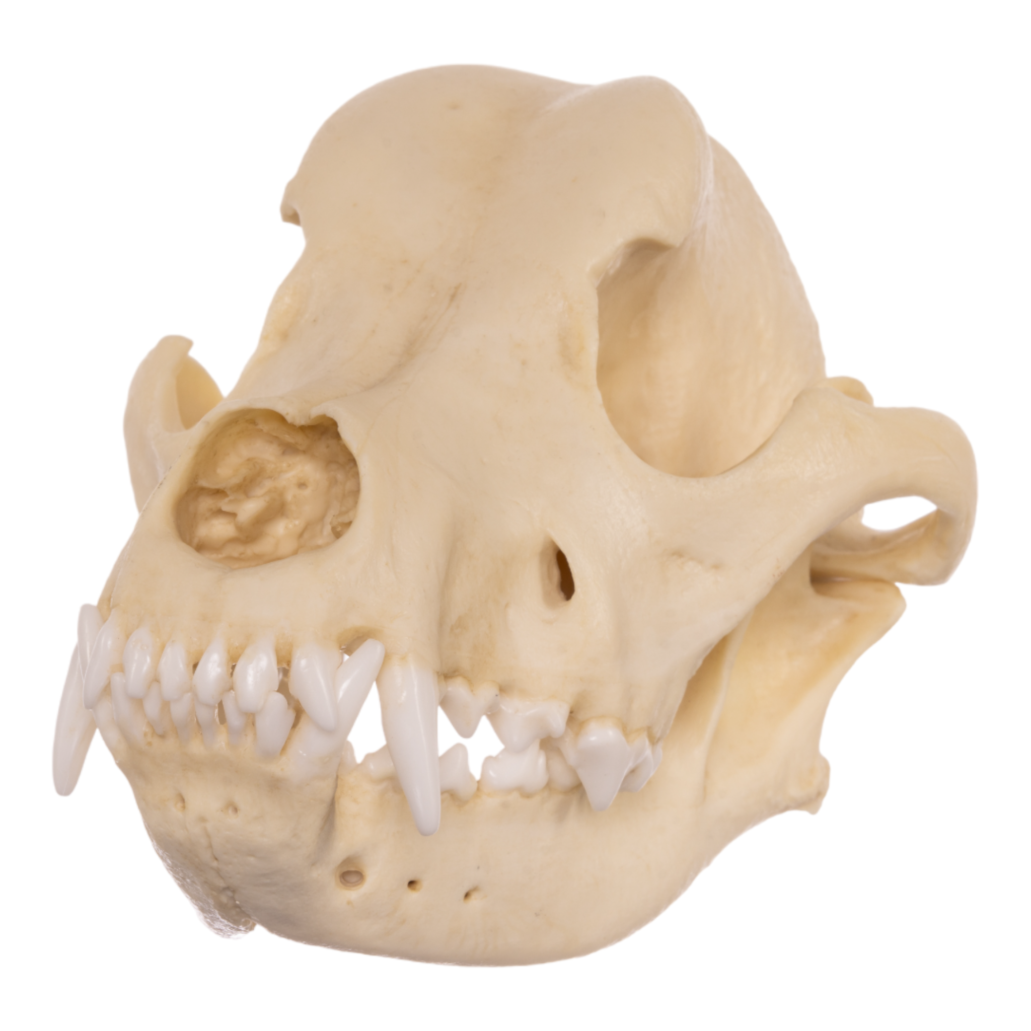 Authentic Replica Rottweiler Dog Skull - Realistic Canine Anatomy Model for Veterinary Study, Halloween Decor, and Horror Movie Props