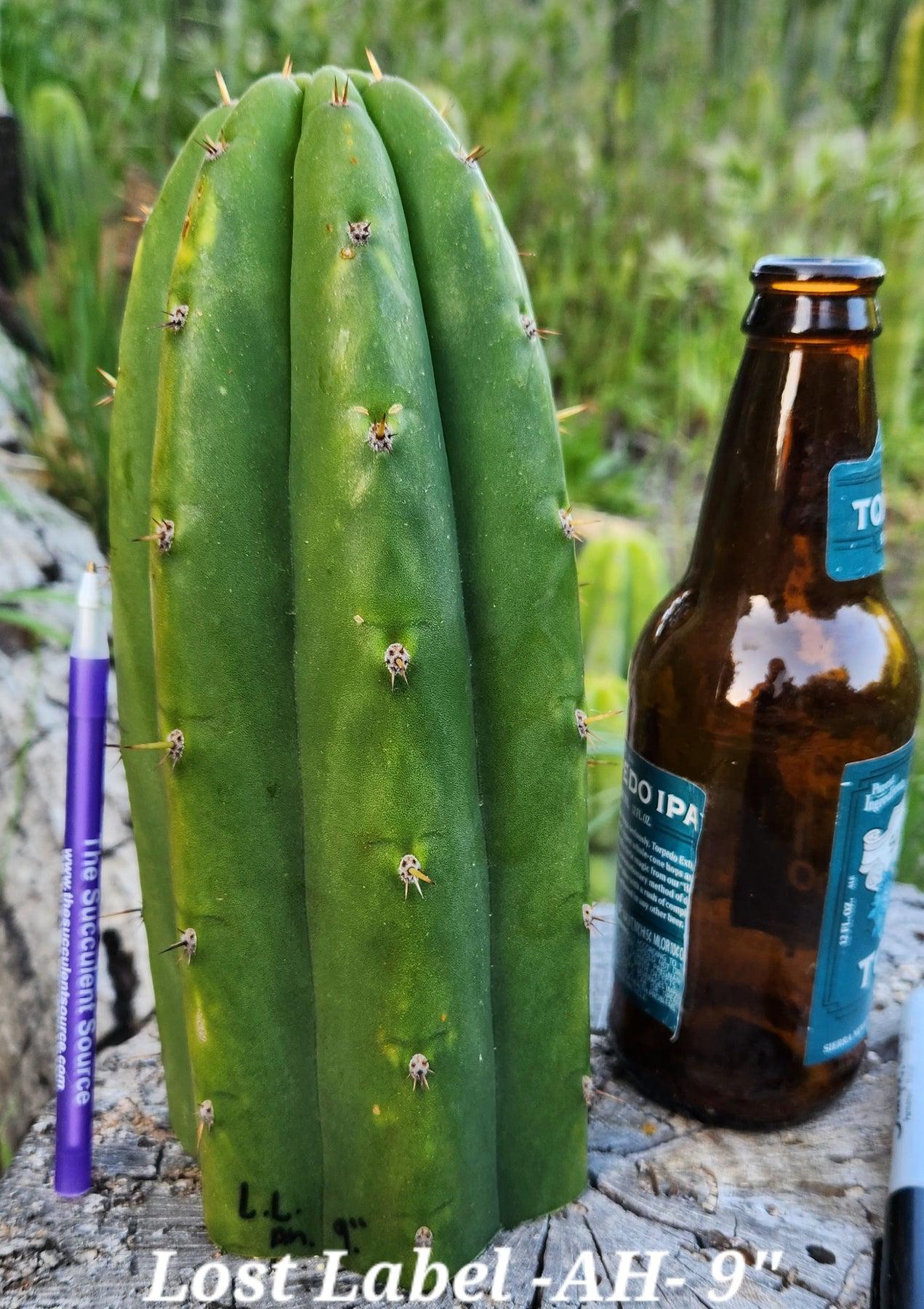 EC297 EXACT Jude's Trichocereus Cactus Cuttings - Rare Ornamental Succulent Plants for Home Decor & Garden Landscaping