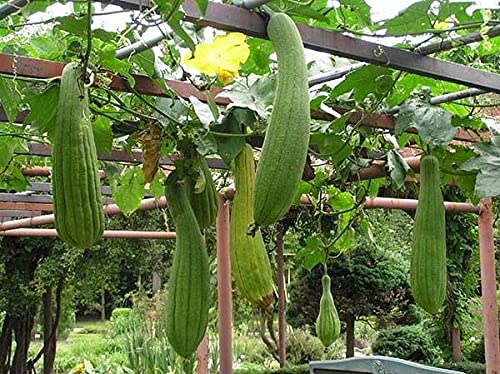 Organic Non-GMO Dishrag Gourd Seeds - Smooth Luffa Sponge for Exfoliating & Cleaning | Heirloom Vegetable Seeds for Planting | Perfect for Gardeners, DIY Beauty & Eco-Friendly Home Use
