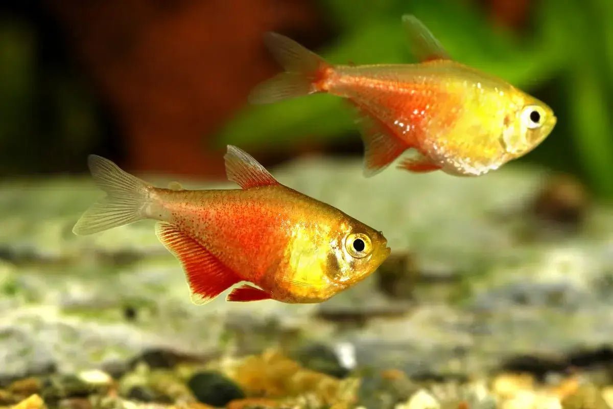 Flame Tetra Fish - Vibrant Red Freshwater Aquarium Fish for Home & Office Tanks - Perfect for Community Tanks & Nano Aquariums