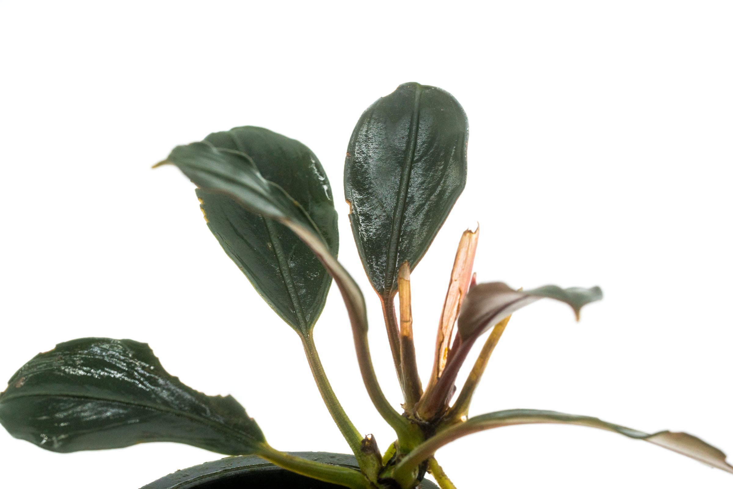 Bucephalandra Pink Lady Live Aquarium Plant - Rare Aquatic Plant for Fish Tanks, Aquascaping & Water Gardens | Perfect for Low-Tech & High-Tech Aquariums