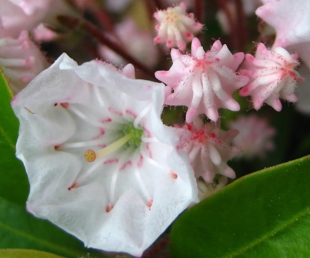50 Mountain Laurel (Kalmia Latifolia) Shrub Seeds - White, Pink, Red Flowering Bush - Perfect for Landscaping, Gardens & Natural Fences