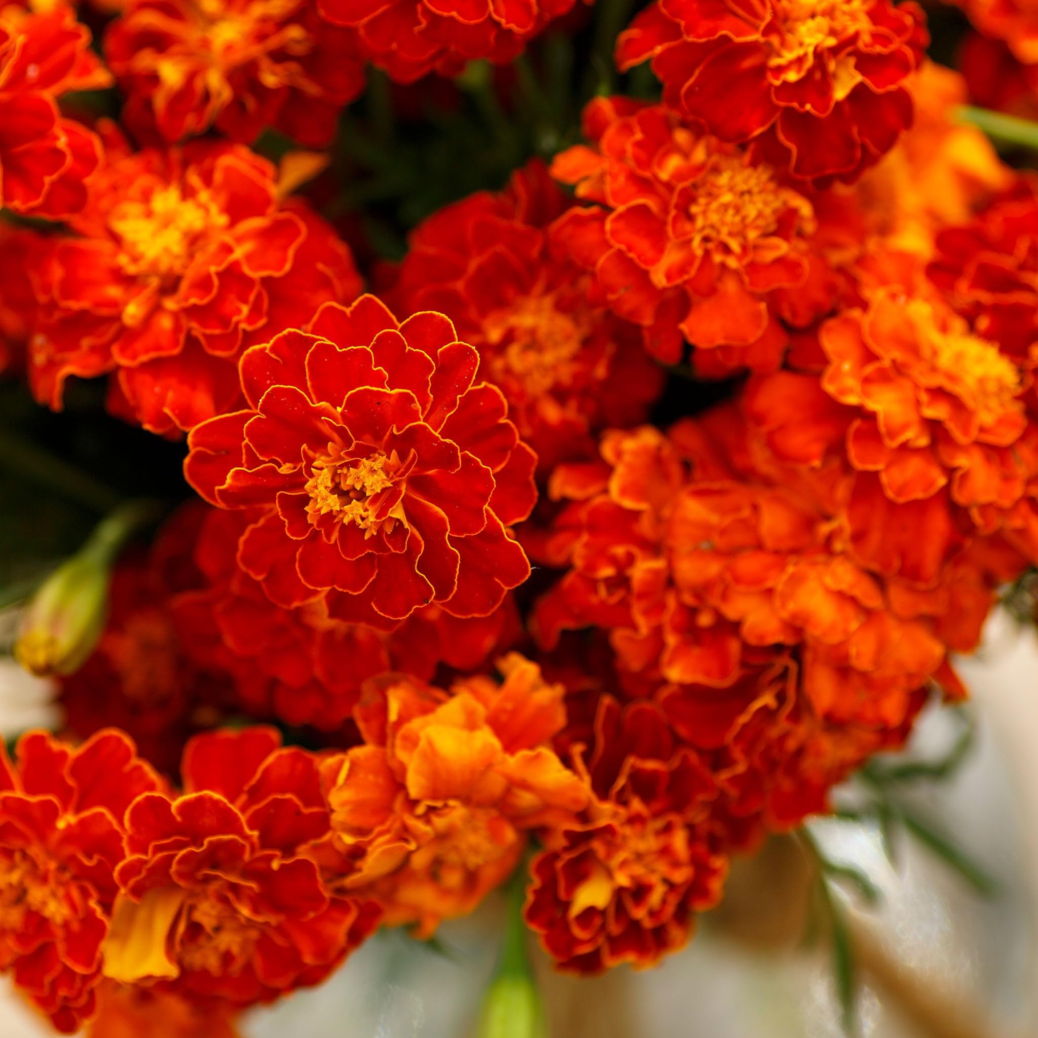Eden Brothers French Marigold Seeds - Red Cherry Heirloom Flower Seeds for Garden Planting, Landscaping & Container Gardening | Non-GMO, Easy to Grow, Vibrant Blooms