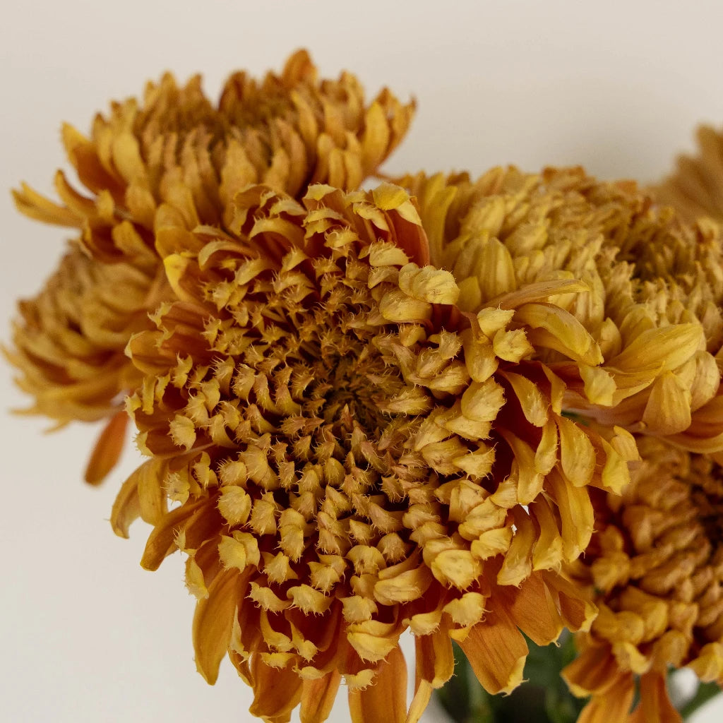 Brassy Gold Cremon Hair Clip - Elegant Hair Accessory for Women & Girls | Perfect for Weddings, Parties & Everyday Wear