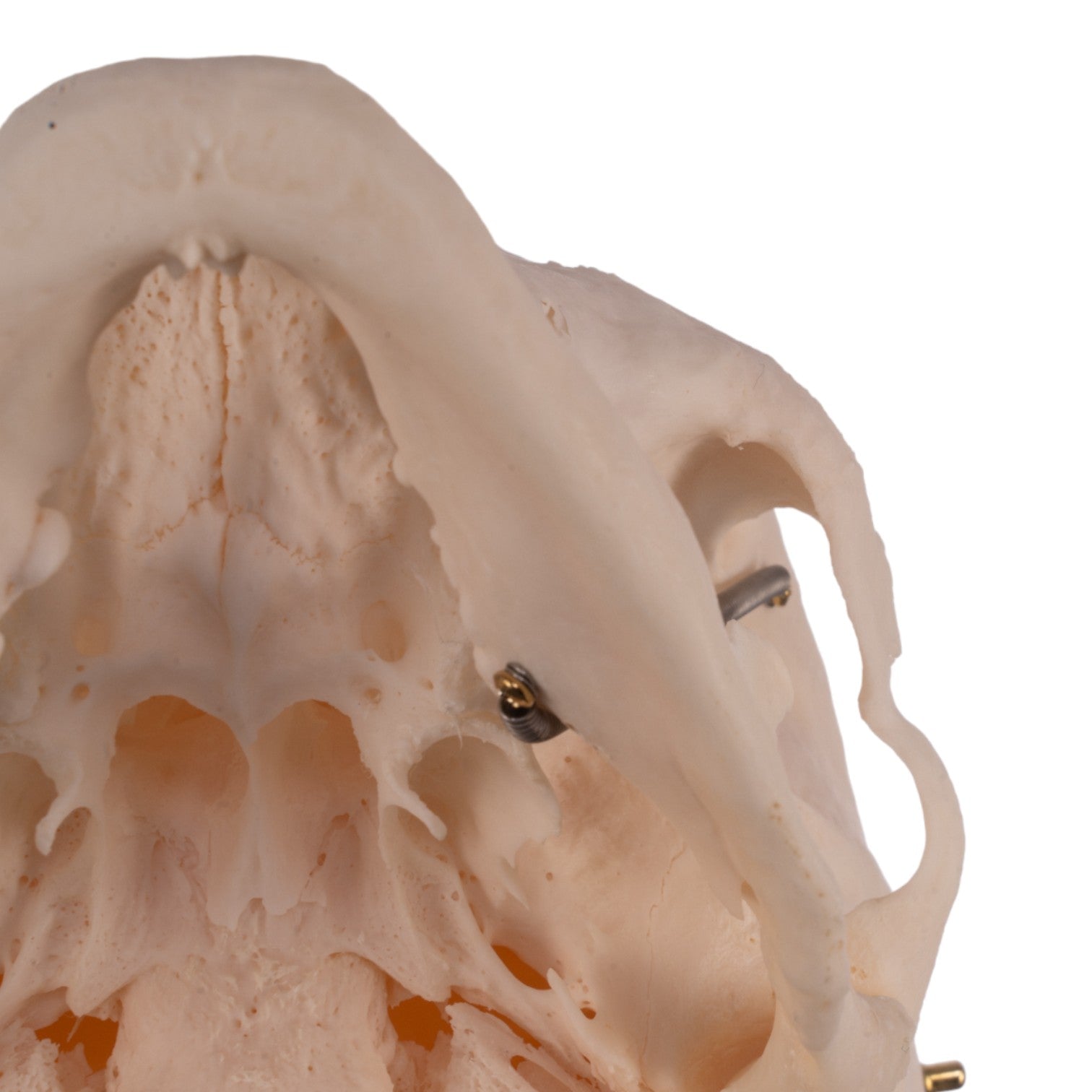 Premium Anatomical Human Skull Model - Accurate Medical & Educational Tool for Students, Doctors & Researchers | Perfect for Classroom, Lab & Study Use