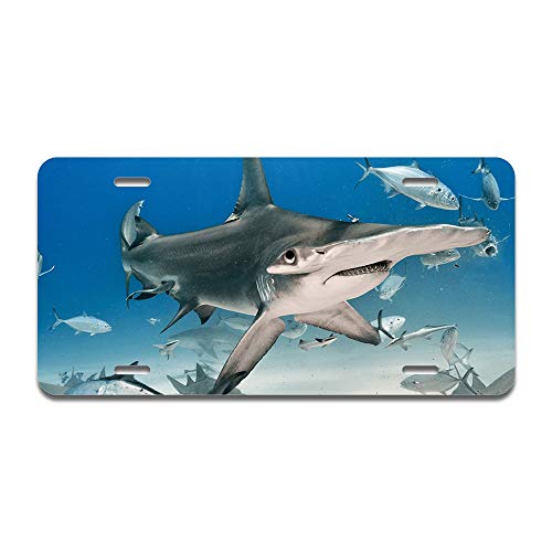 Hammerhead