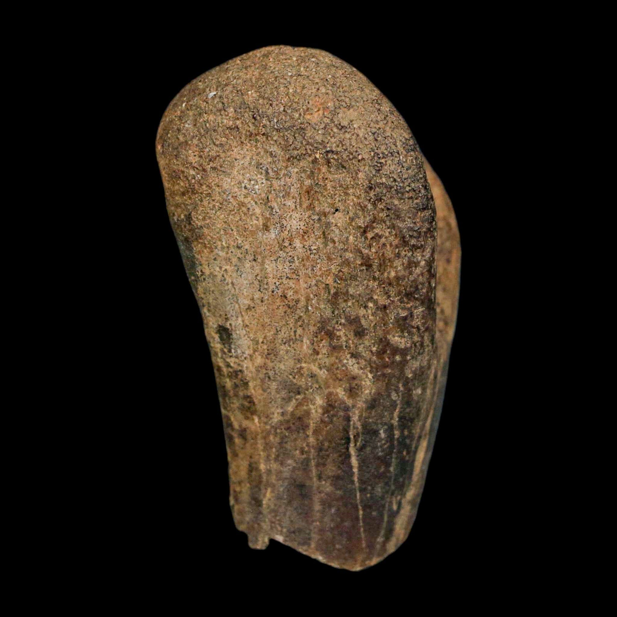 Authentic 2 Edmontosaurus Fossil Finger Bones from Hell Creek Formation - Cretaceous Dinosaur Fossil with COA - Perfect for Paleontology Collections, Educational Displays & Dinosaur Enthusiasts
