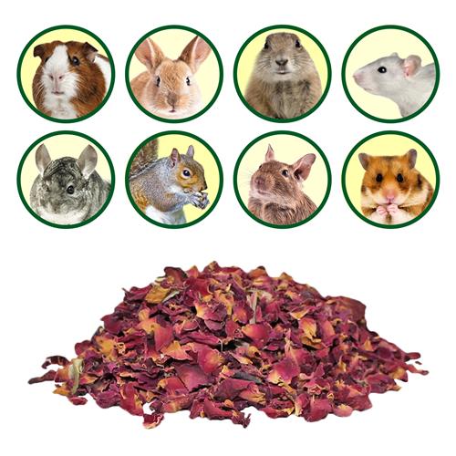 Premium Squirrel Treat Bundle - Natural Nut Mix for Wild Squirrels - Perfect for Backyard Feeding, Wildlife Watching & Outdoor Adventures