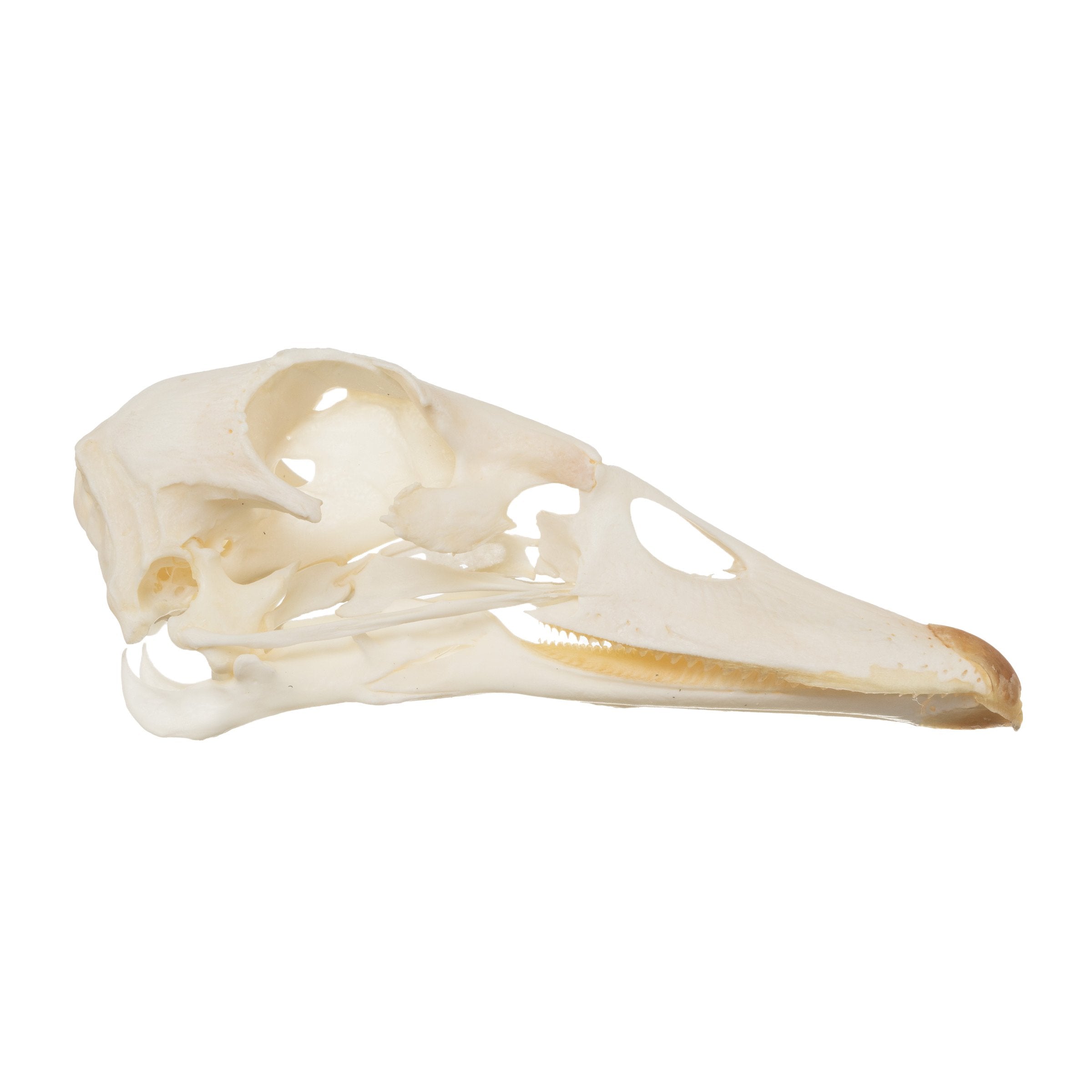 Authentic Real Muscoly Duck Skull - Natural Bone Specimen for Taxidermy, Oddities Collection, and Gothic Decor - Perfect for Halloween, Dark Aesthetic, and Science Education