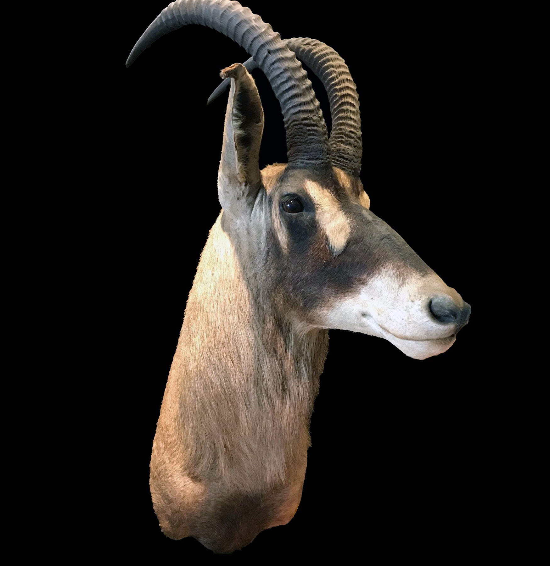 Roan Antelope Taxidermy Mount - Realistic African Wildlife Trophy for Home & Office Decor | Hunting Lodge Display, Man Cave Decor, Safari Theme Interior Design
