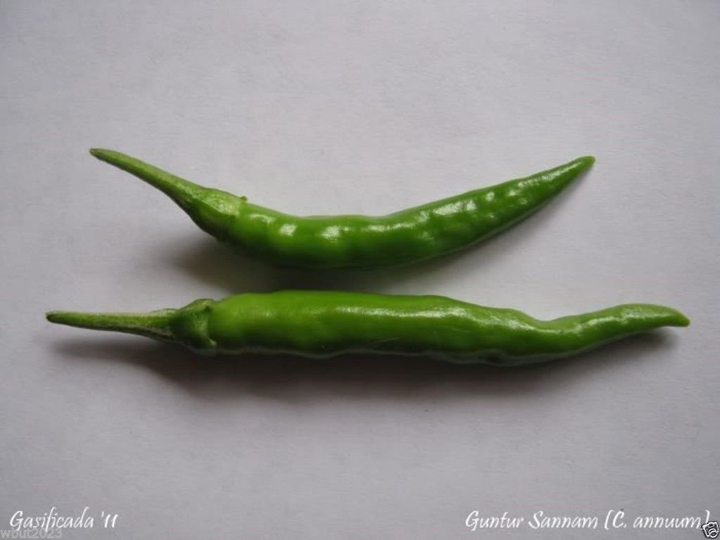 Guntur Sannam Chilli Pepper Seeds (20 Count) - Authentic Indian Heirloom Variety for Home Gardening | Perfect for Spicy Dishes, Hot Sauces & Ethnic Cooking