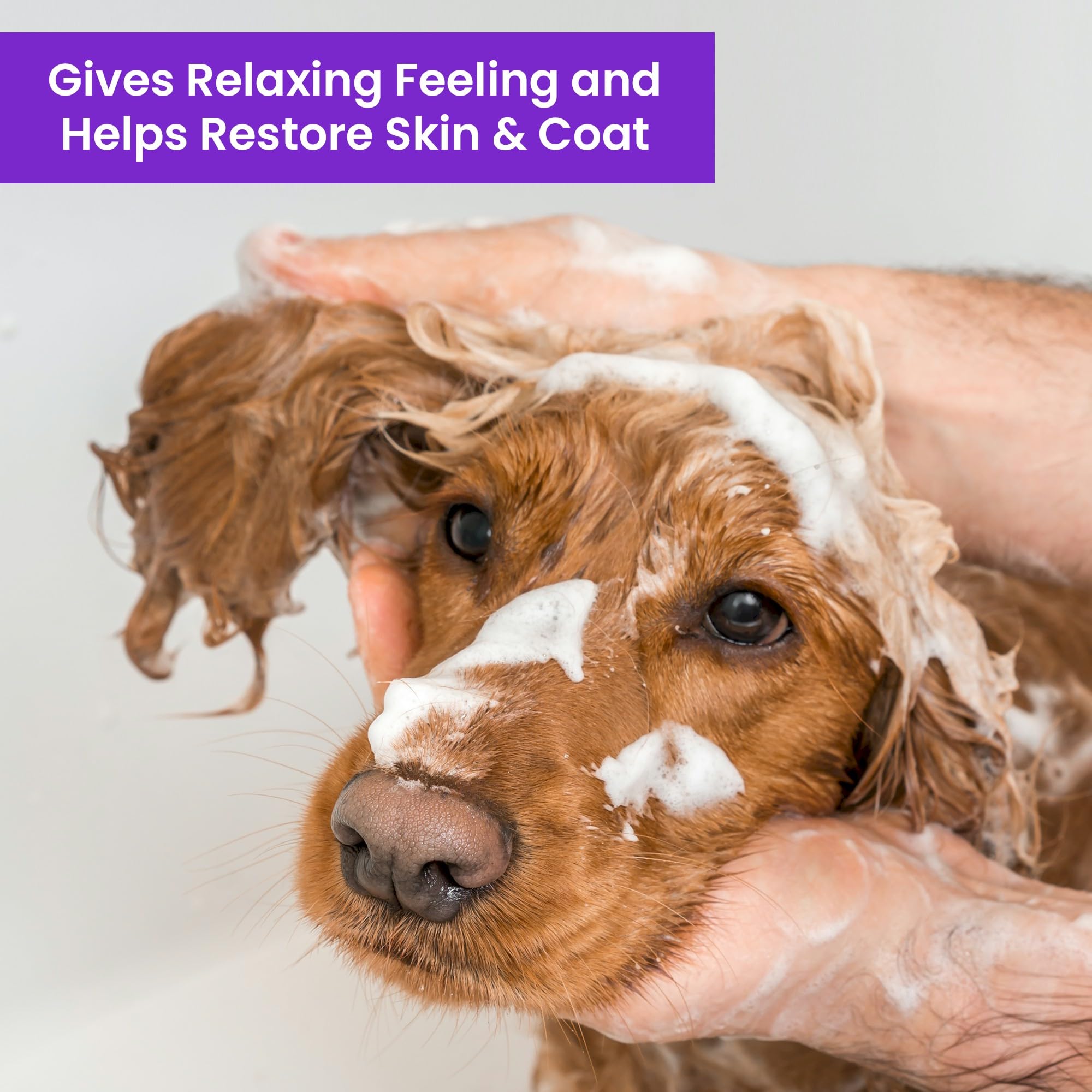 Natural Lavender Chamomile Dog Shampoo & Conditioner - Tearless Puppy Shampoo for Bathing, Grooming & Moisturizing - Gentle Cleansing Formula for Dogs & Puppies - 1 Gallon - Perfect for Home Grooming & Professional Pet Salons