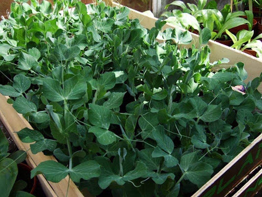 Willet's Wonder English Pea Seeds - Prolific & Sweet Green Peas for Home Garden (100 Seeds) - Perfect for Salads, Soups and Healthy Snacking