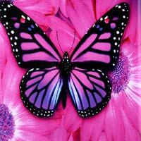 01 Pink Butterfly