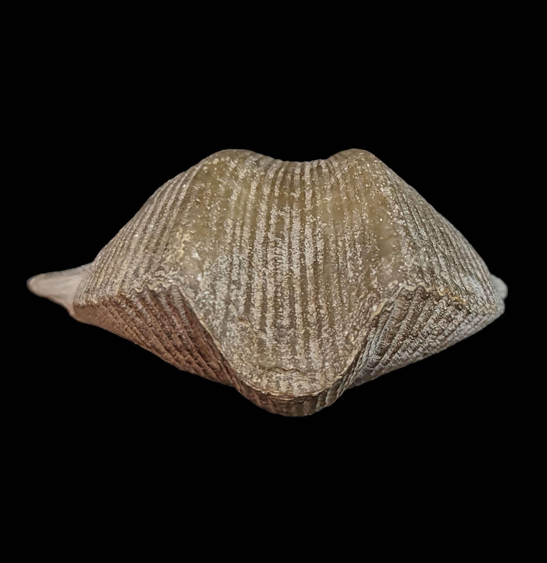 Authentic Fossilized Brachiopod - Ancient Marine Fossil Specimen for Collectors & Education | Perfect for Home Decor, Classroom Display & Paleontology Gifts